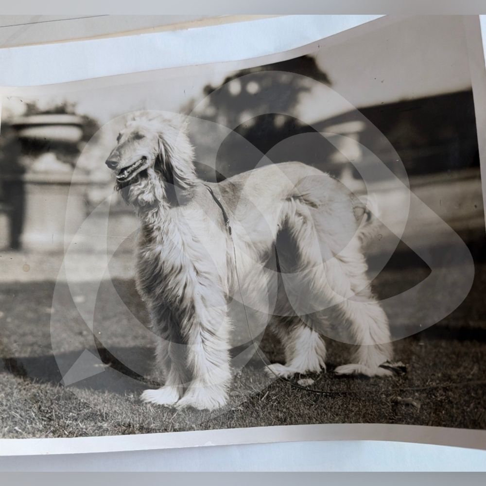 KENNEL CLUB SHOW AT CRYSTAL PALACE PHOTO